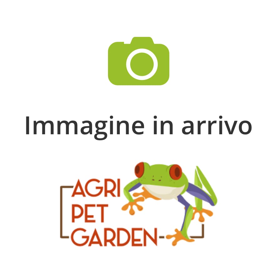 Semi Pianta Di Cotone