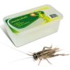 Dose Acheta adulti (50 pezzi)