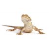 Pacchetto Standard Pogona - Grilli Medi