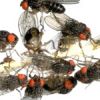 1/2 Litro Drosophila Hydei - Fine Ciclo (piene Di Adulti)
