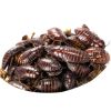 Dose di Orange Head Roaches Medie - 10 pezzi