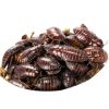 Box 100 Orange Head Roaches Medie