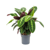 Calathea Warscewiczii 40cm