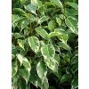 Ficus Benjamina 50-60cm