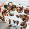 Dose di Elliptorhina javanica Adulte