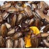 Dose di Orange Head Roaches Adulte - 10 pezzi