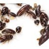 Box 100 Orange Head Roaches Small