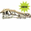 Komodo Raptor Skull Small