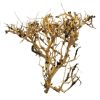 Scaping Twigs / Small Tree 15-30cm - Legno Chiaro per Acquario/Terrario