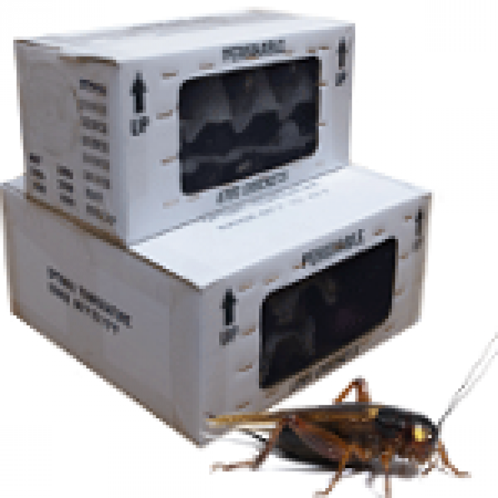 Grilli bimaculatus - Box 500 pezzi