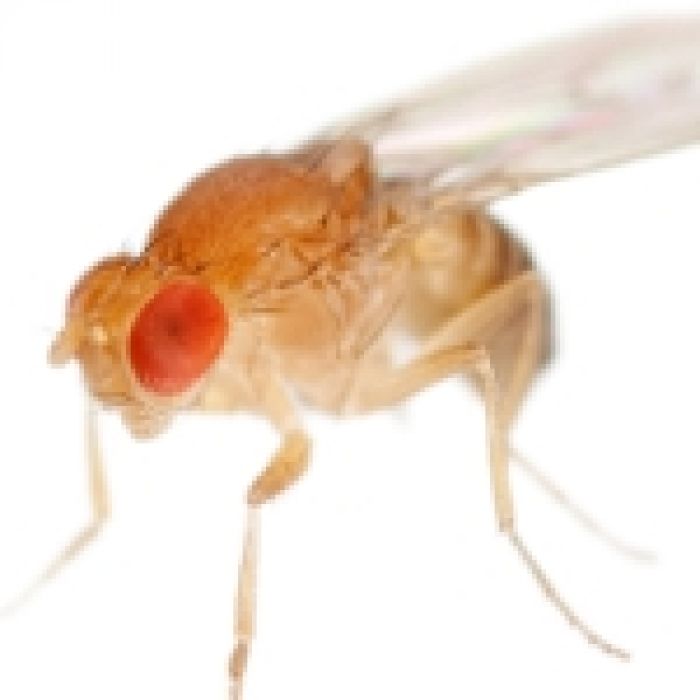 1/2 Litro Drosophila Melanogaster