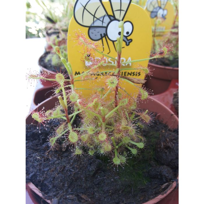 Nepenthes Madagascariensis – 10 Semi – Pianta Carnivora Brocche Rosse Rara Per Collezionisti Nepenthes Madagascariensis – 10 Semi – Pianta Carnivora Brocche Rosse Rara Per Collezionisti