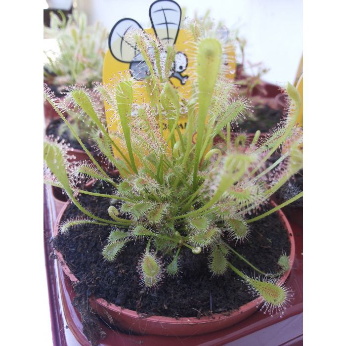 Pianta Carnivora Drosera Nidiformis