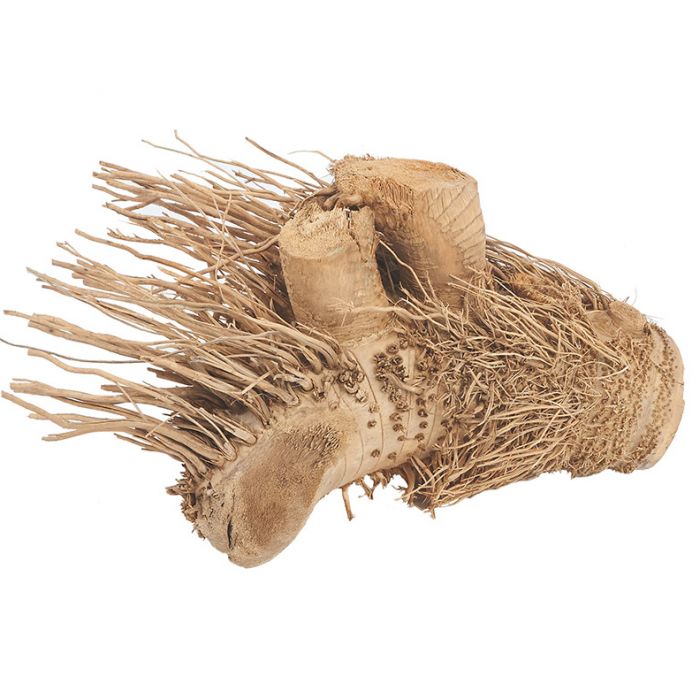 Hedgehog Bamboo Root