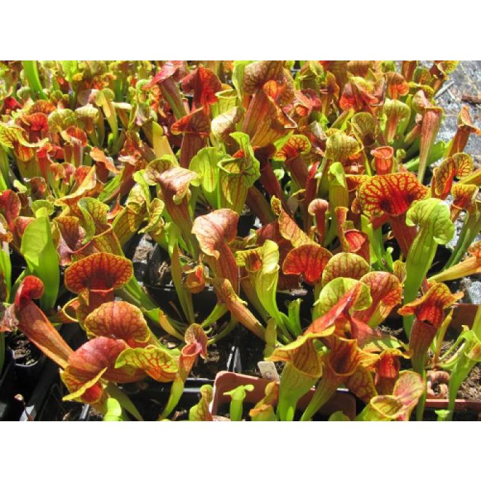 Pianta Carnivora Sarracenia Purpurea Venosa Hybride