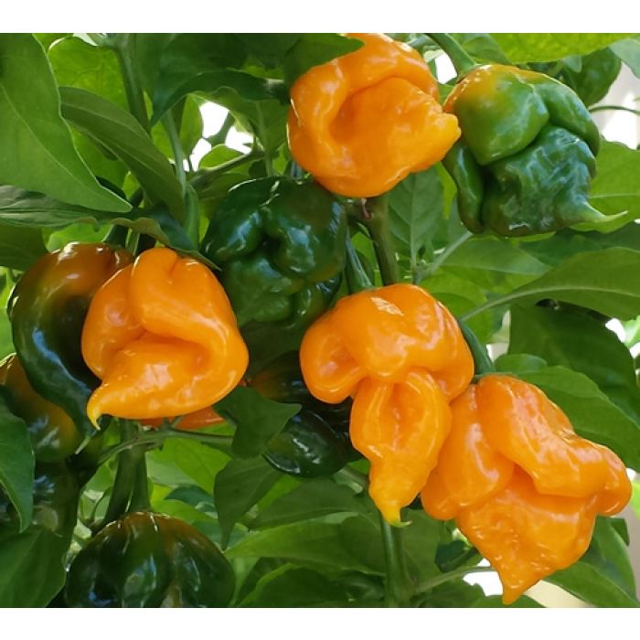 Pianta Di Peperoncino Trinidad Moruga Giallo