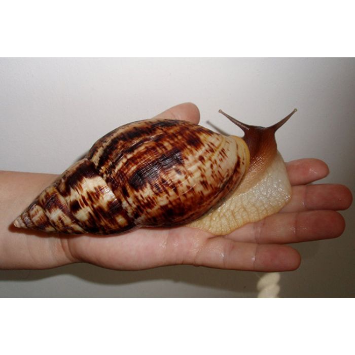 Achatina Reticulata - Lumaca Gigante Africana