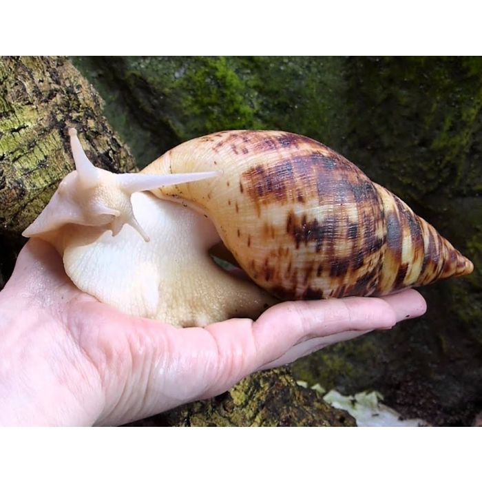 Achatina Reticulata Albina - Lumaca Gigante Africana Albina