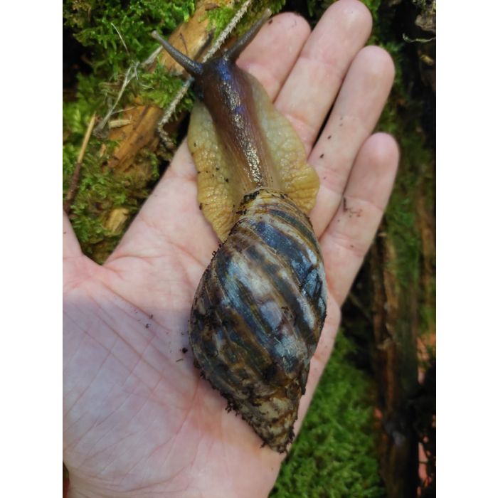 Achatina Reticulata TAGLIA LARGE - Lumaca Gigante Africana