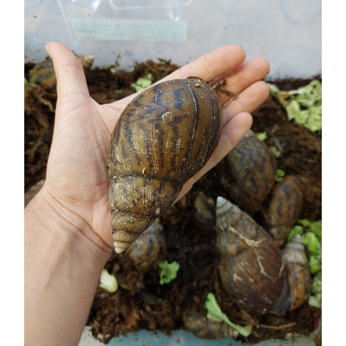 Achatina achatina - Lumaca Gigante Africana