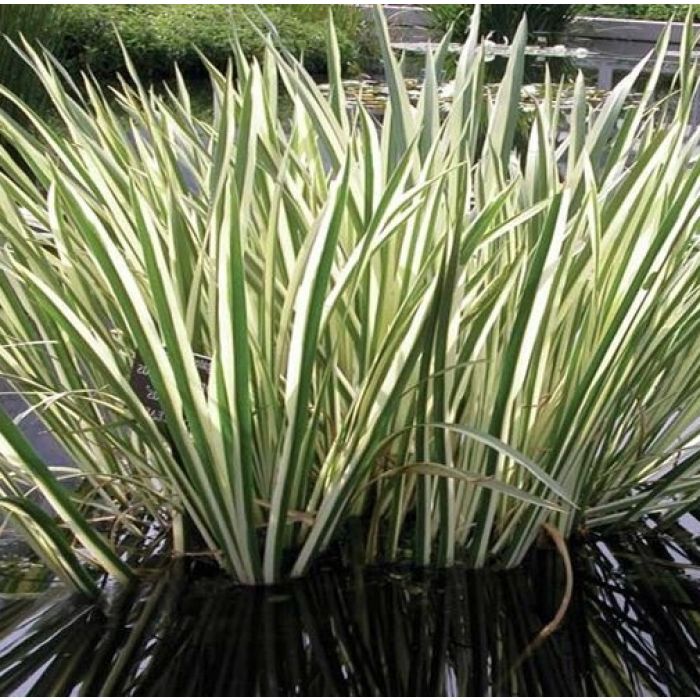 Acorus Calamus 'Variegatus'