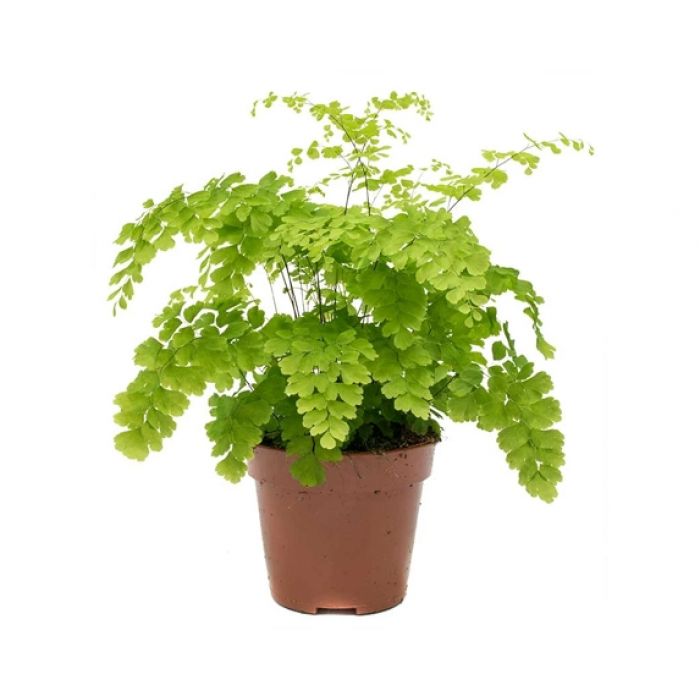 Adiantum raddianum 'fragrans'