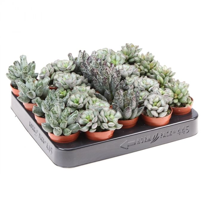 Adromischus Mix