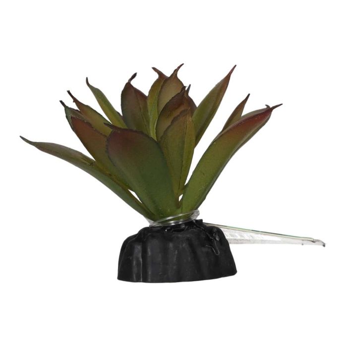Aeonium Plant 10cm