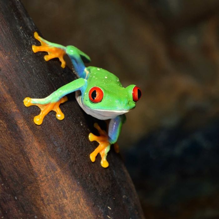 Agalychnis callidryas