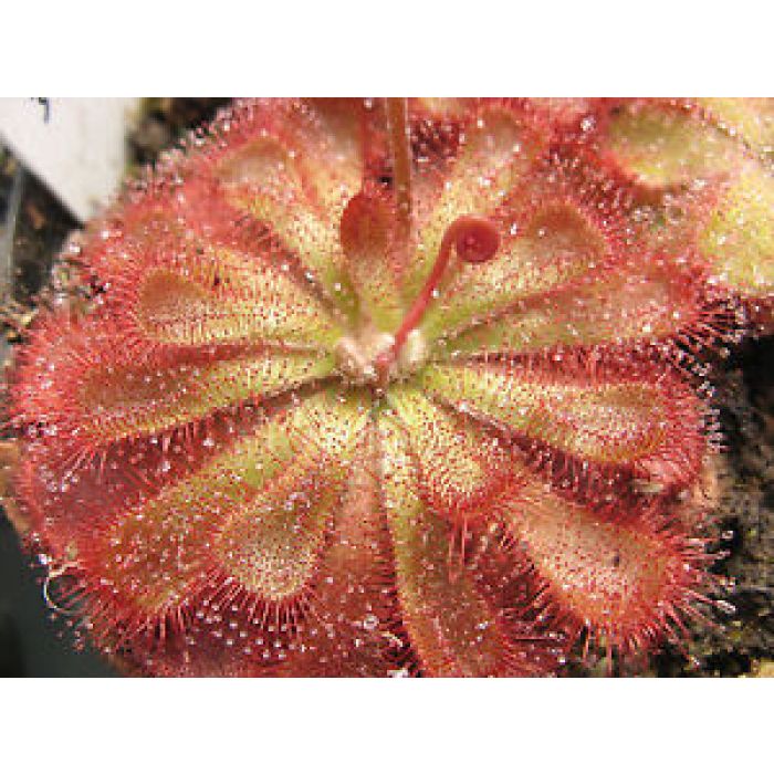 Pianta Carnivora Drosera Aliciae