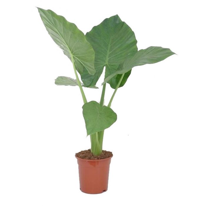 Alocasia Macrorrhiza 90cm