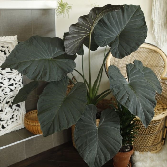 Alocasia Regal shield 60cm