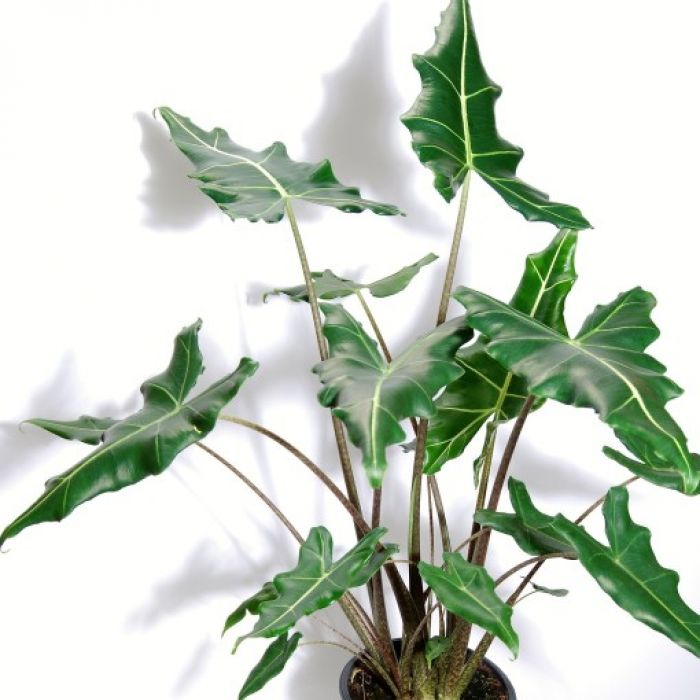Alocasia Sarian