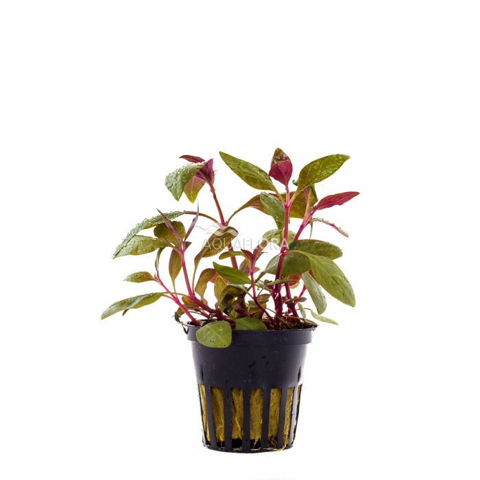 Alternanthera reineckii 'Lilacina'