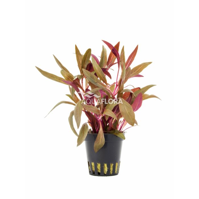 Alternanthera reineckii 'Pink'