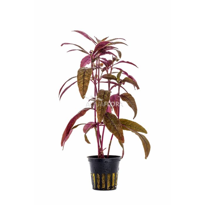 Alternanthera sessilis "Red"