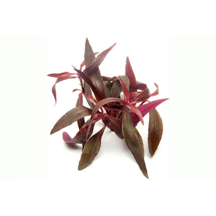 Alternanthera sessilis "Red"