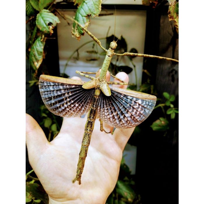 Anchiale briareus