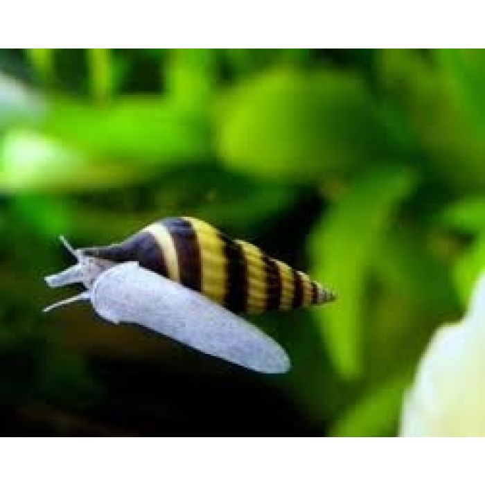 DOFF Lumaca & Lumaca Killer 400g – Prodotto Antilumache In Granuli, Efficace Per Giardino E Orto