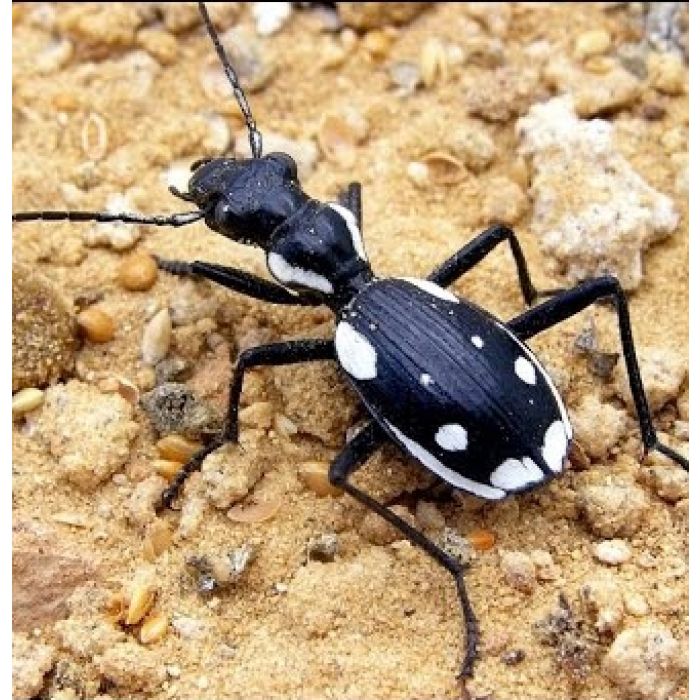 Anthia sexmaculata "Coleottero predatore egiziano"