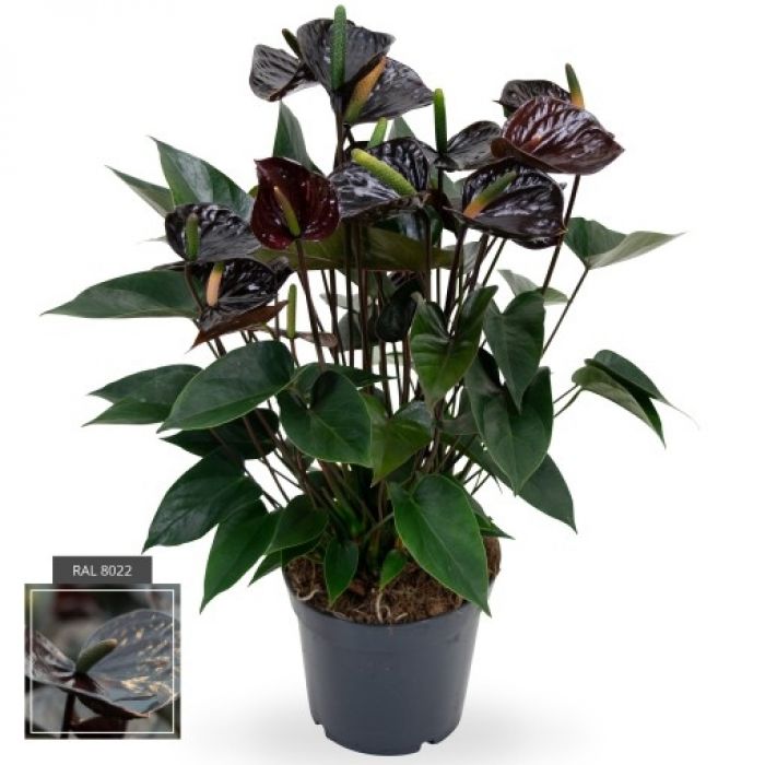 Anthurium Black Love