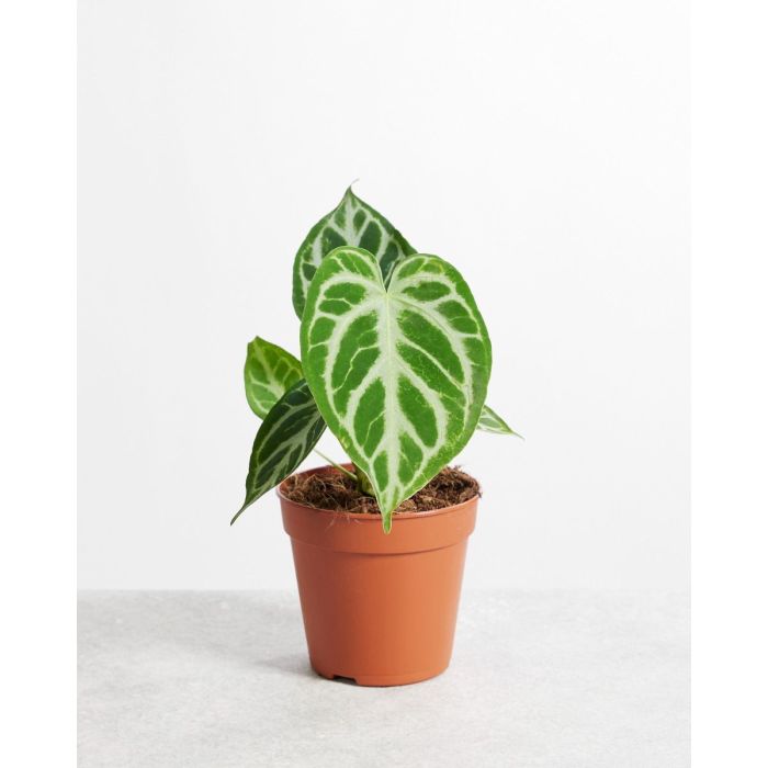 Anthurium Silver Blush