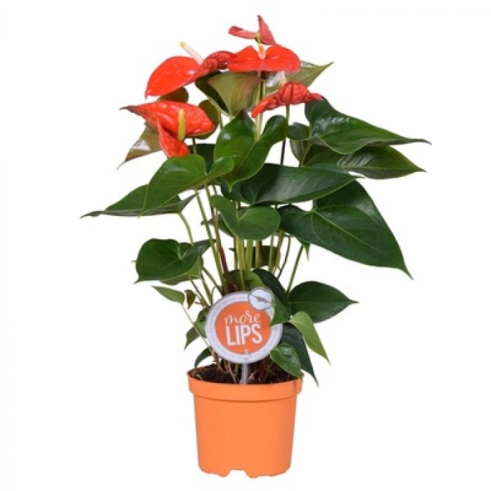 Anthurium Andreanum Rosso 60cm