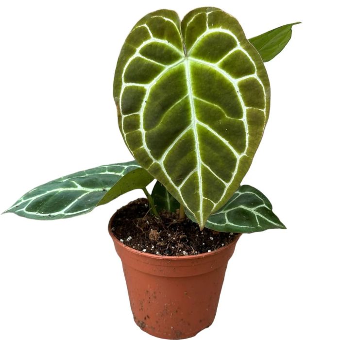 Anthurium chrystallinum