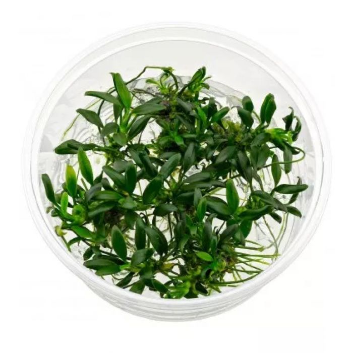 Anubias barteri nana Pangolino in Vitro