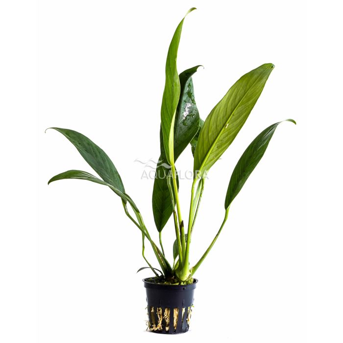 Anubias afzelii