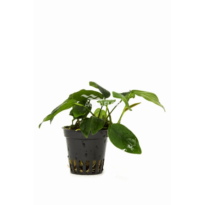 Aquaflora - Anubias barteri var. nana "Bolang"