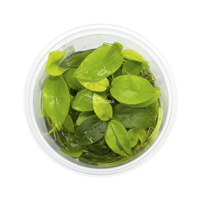 Anubias barteri var. nana 'Golden' in vitro