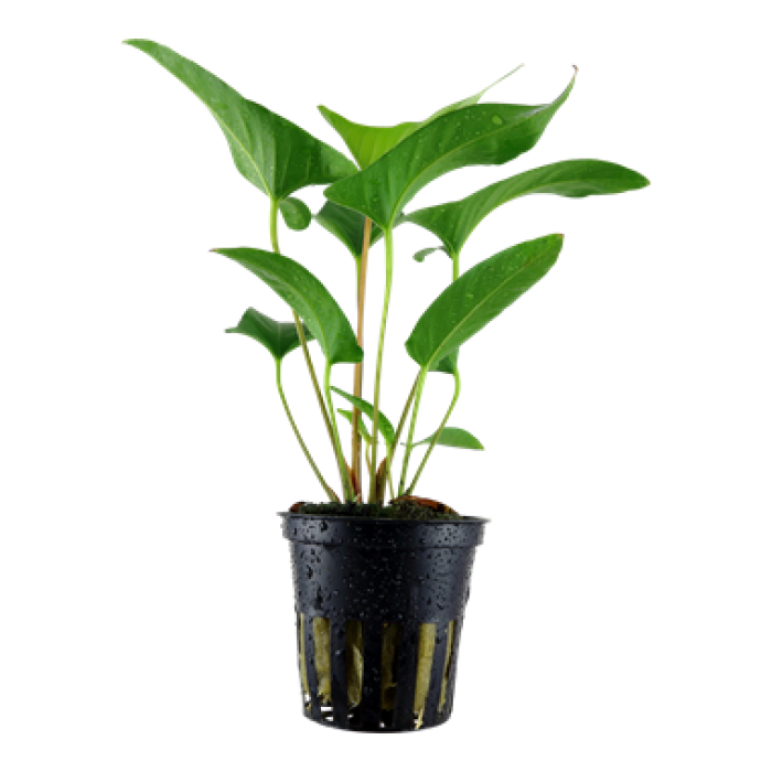 Tropica - Anubias Gracilis