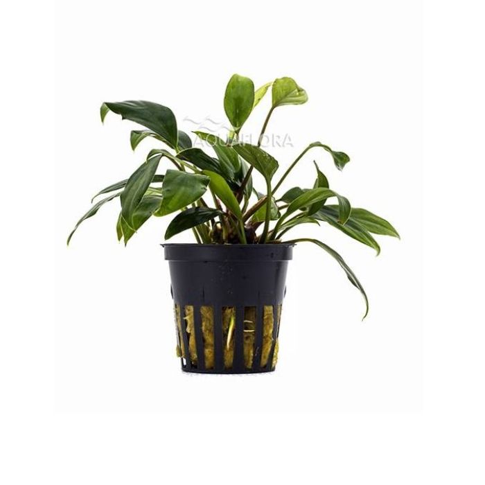 Aquaflora - Anubias sagittae